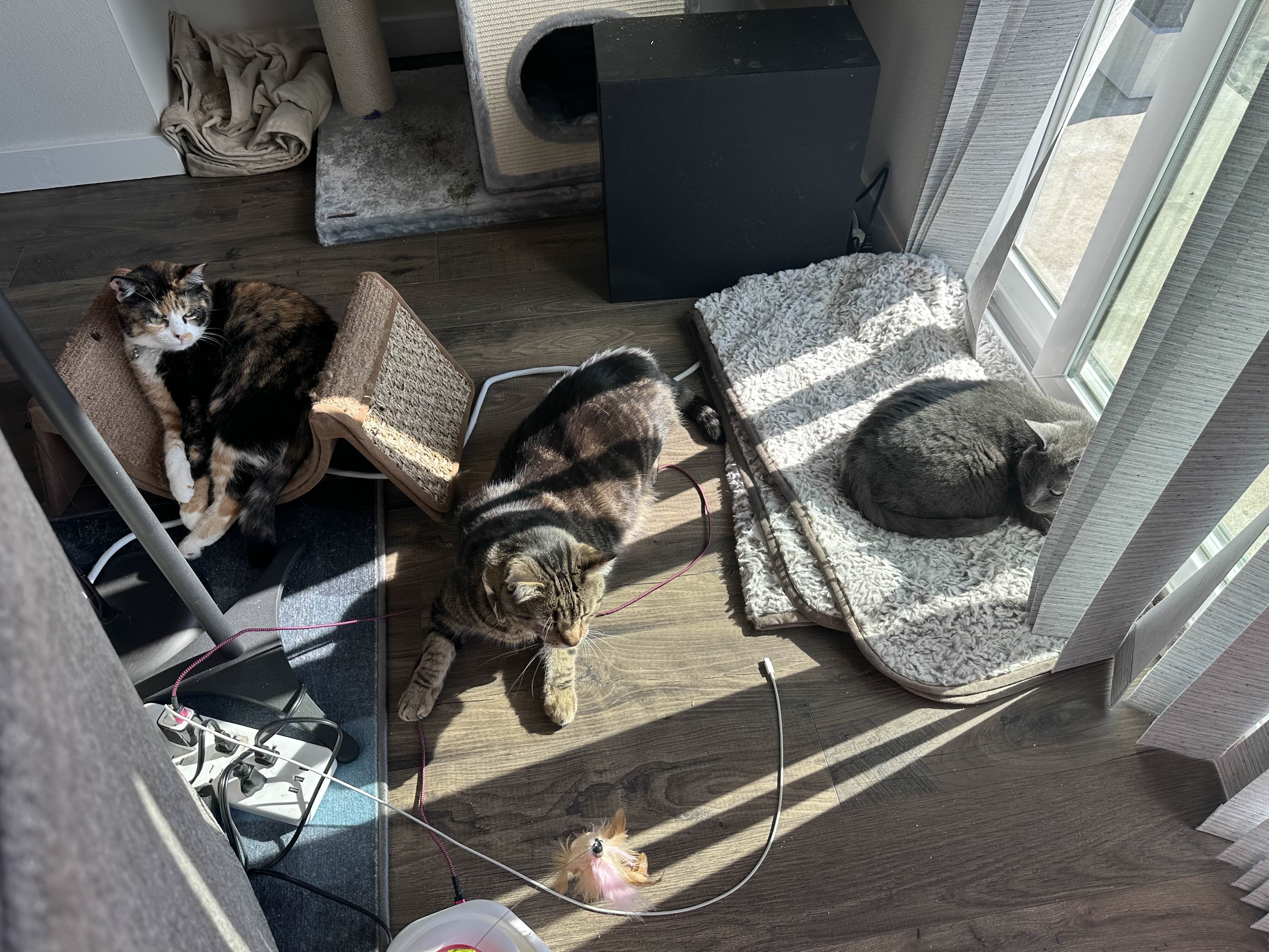 All three cats lounging