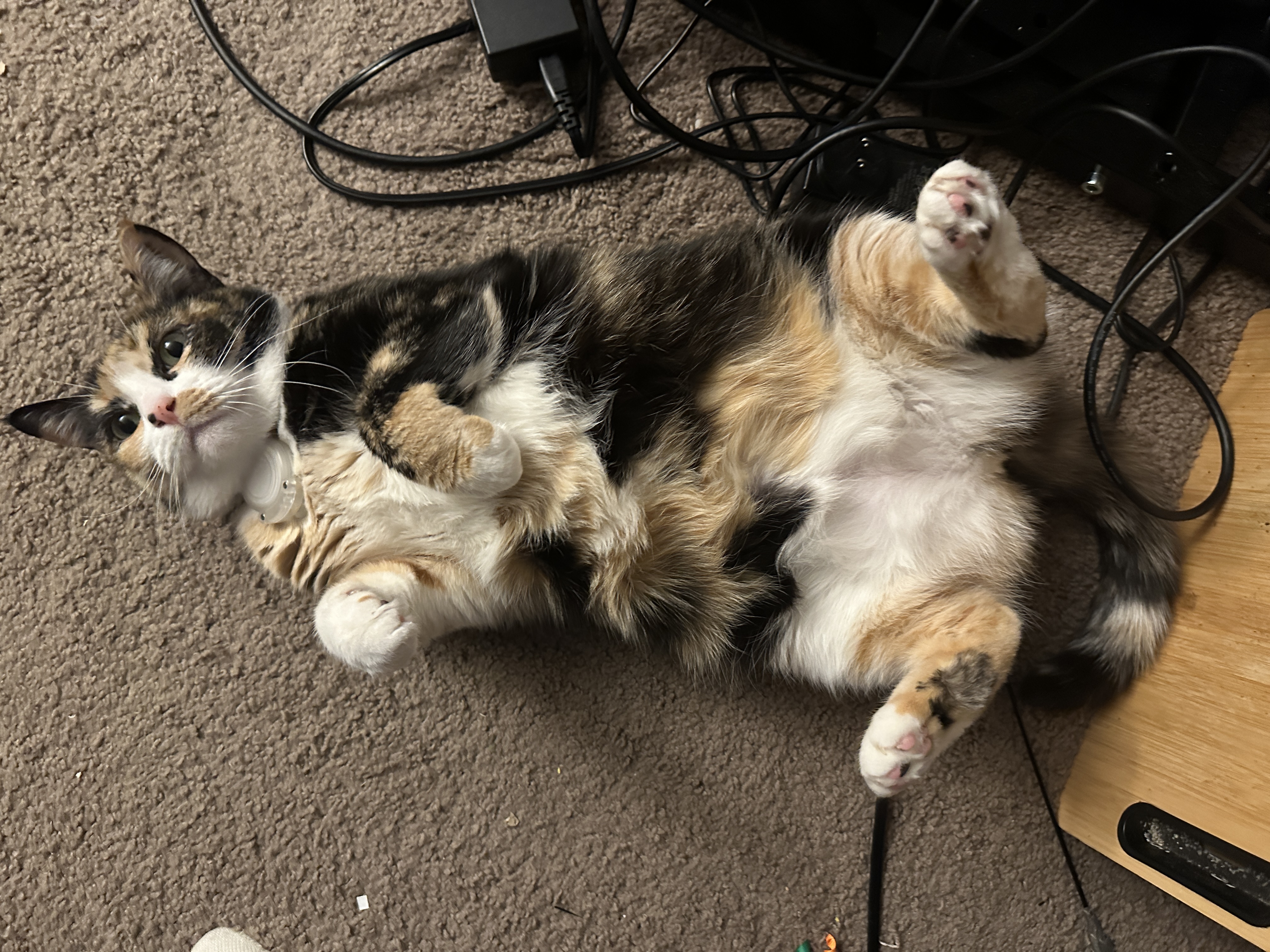 Clover showing her belly