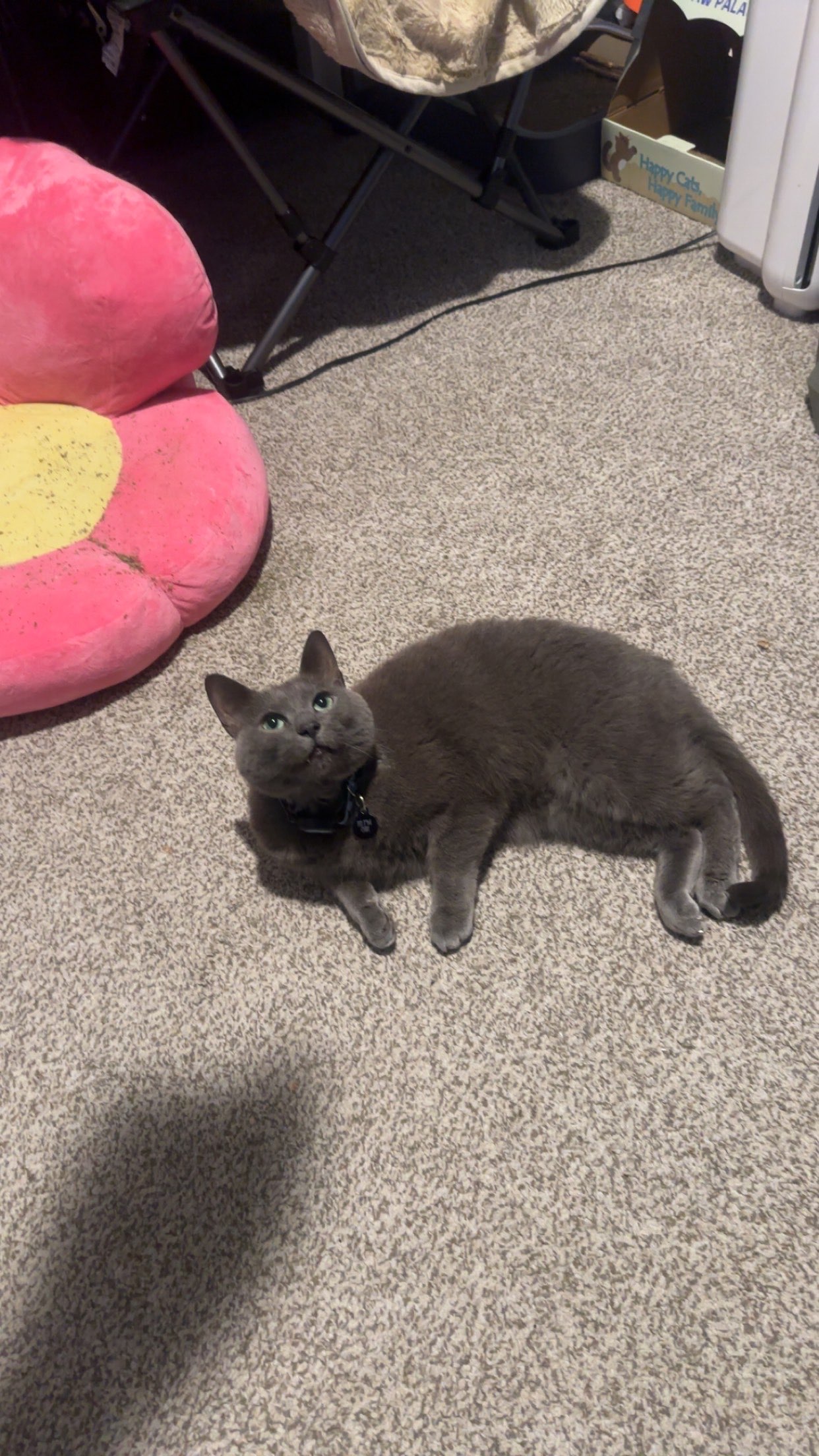 Cat 3 sitting like a loaf