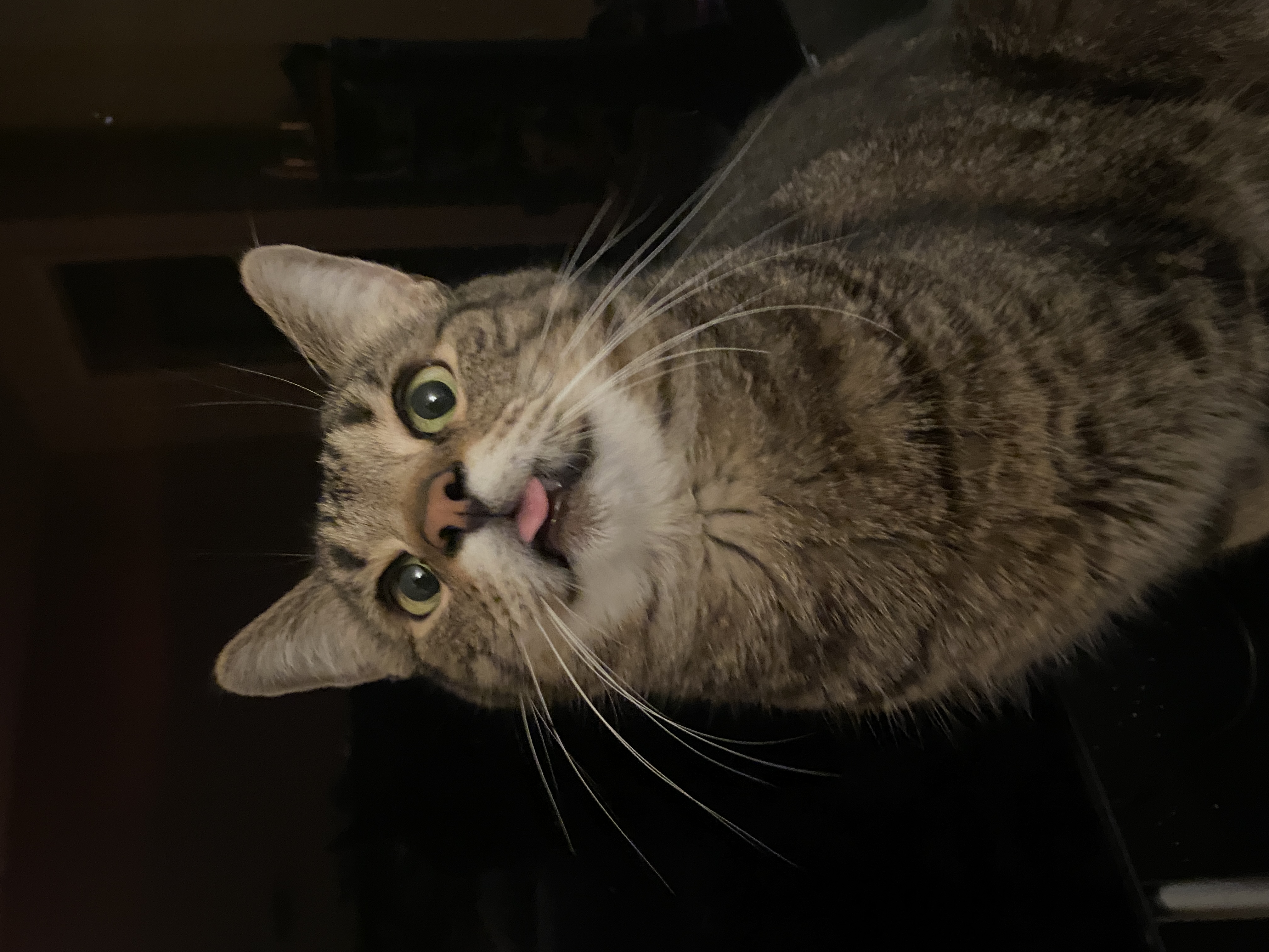 Shadow with his tongue out